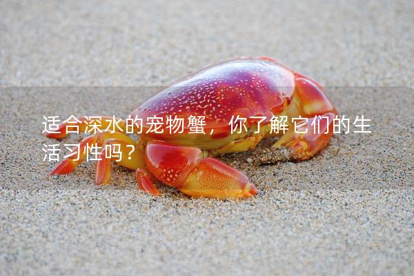 適合深水的寵物蟹，你了解它們的生活習性嗎？